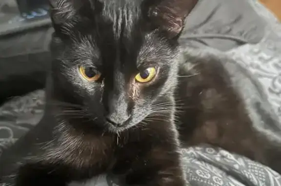 Animaux perdus Dijon, photo: Chat noir perdu, 18 mois, rue de Mirande