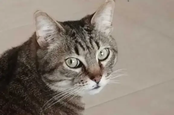 Chat castré perdu, gris-noir, Cénac - photo