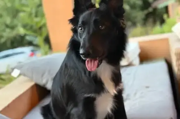 Chien perdu , photo : Chienne noire perdue à Le Plan-de-la-Tour