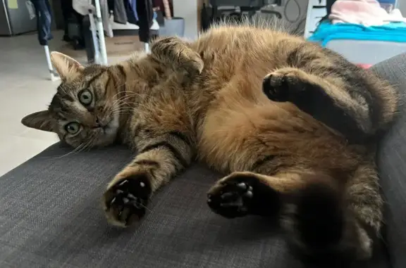 Chat perdu, Bassens, photo: Chat perdue, sociable, yeux verts, Bassens