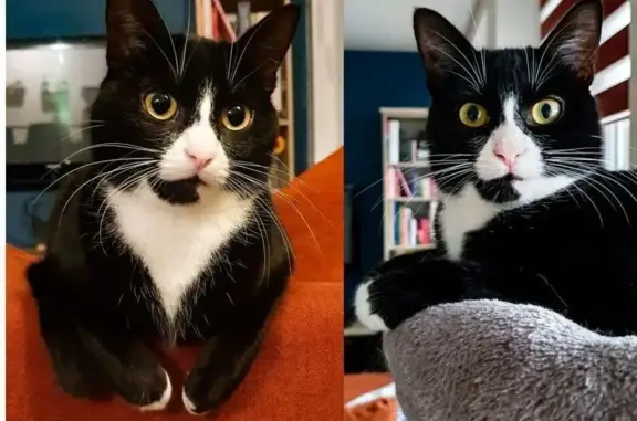 Chat perdu, Coudekerque-Branche, photo: Chatte perdue: noire & blanche, très peureuse