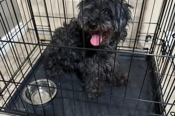 Found pets Grand Prairie, photo: Found Black Dog Near Danish Dr, GP 75050