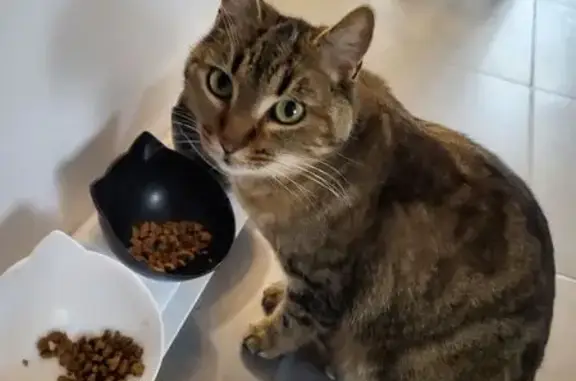 Chat perdu, Ossun, photo: Chatte tigrée Calie perdue à Ossun