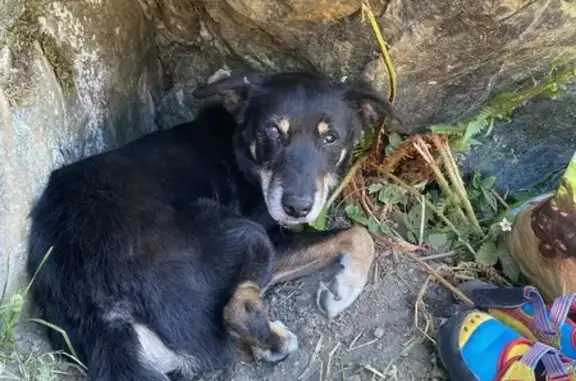 Chien perdu Montbrison, photo : Chien perdu à Montbrison, urgent !