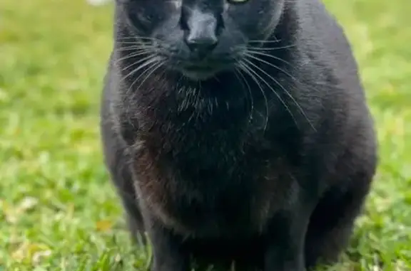 ¡Ayuda! Gato Negro Grande Perdido en Eivissa
