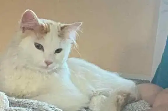 Chat perdu, , photo: Chat perdu blanc et roux à Tranzault