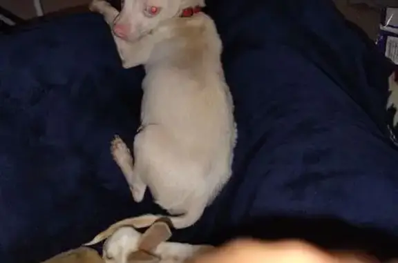 Lost Albino Chihuahua on Batesville Blvd