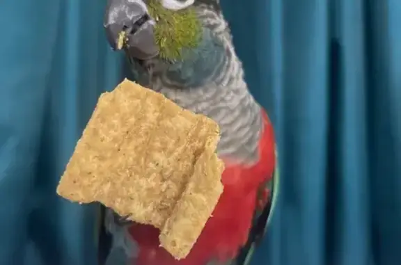 Lost Bird: Whistles, Head Bobs...