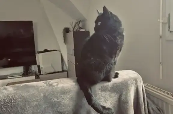 Chat perdu, , photo: Chat mâle noir perdu au Horps