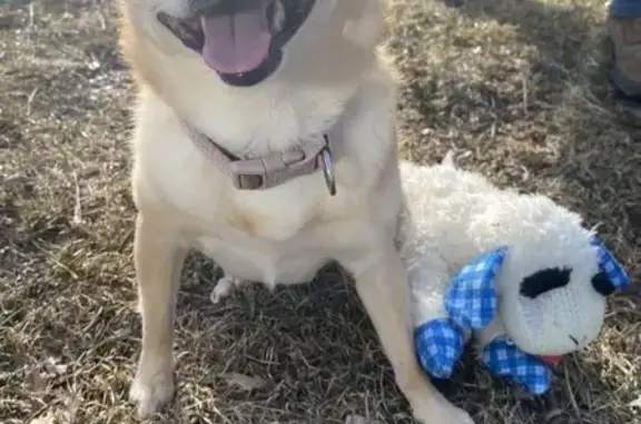 Lost Dog: Tan Coat, Curly Tail - Hopkins
