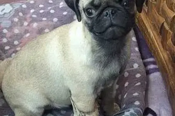 Pug café claro perdido, pata rota, 5 meses