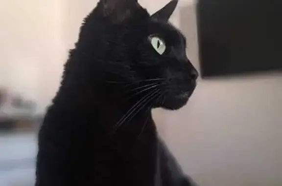 gato desaparecida