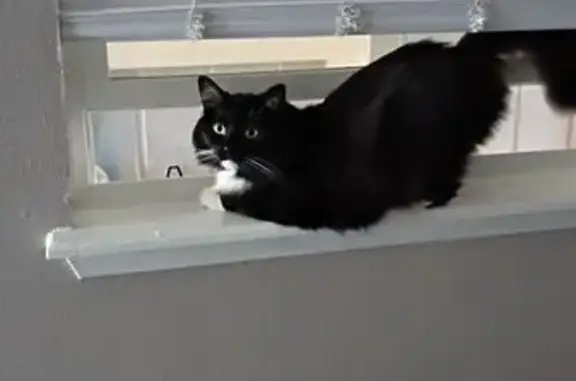 Lost Male Tuxedo Cat 'Boo' in OKC