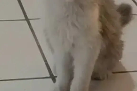 ¡Ayuda! Gato blanco y gris perdido en Ocotán