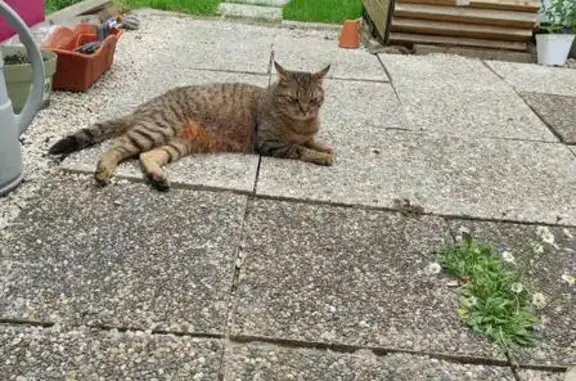 Chat tigré roux perdu à Chémery - photo