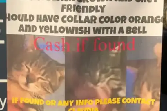 Lost and found pets Wilmington, photo: Lost Tabby Kitten: Tesla Park Drive