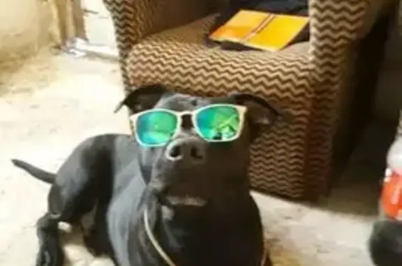 ¡Perro perdido en Zaragoza! Ayúdanos a encontrarlo