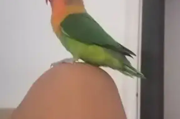 Agapornis Perdido en San Antón, Alicante