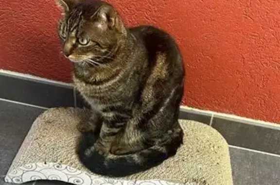 Animaux perdus , photo: Chatte tigrée perdue à Saxel