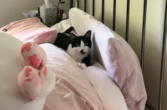 Missing cat Delafield, photo: Lost Cat Alert: Cadi, 13lb, Half Mustache