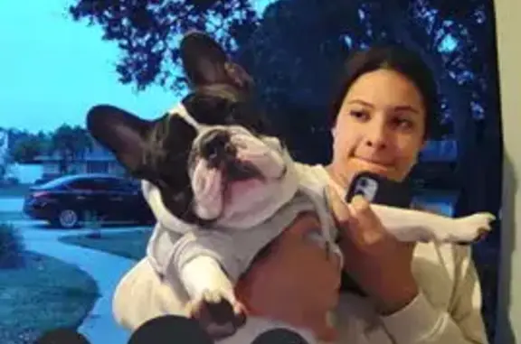 Lost pets , photo: Special Needs Dog Lost: Help Find Pete!