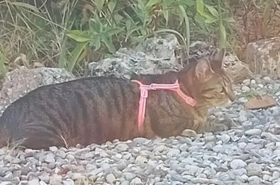 Chat(te) avec harnais rose trouvé(e) à Mougins - photo