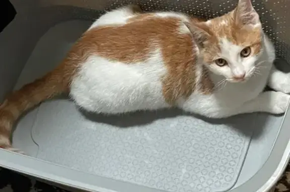 Animaux perdus , photo: Chat mâle roux perdu à Tayrac