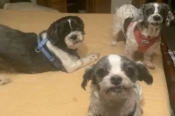 Lost Beloved Dog in Arlington, TN