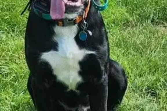 Lost Black Retriever Mix in Bigfork, MN
