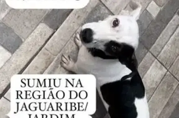 Fêmea , adulto, porte pequeno, cor predominante branca com manchas pretas, dócil, não estava usando coleira , não tinha costume de sair sozinha na rua.