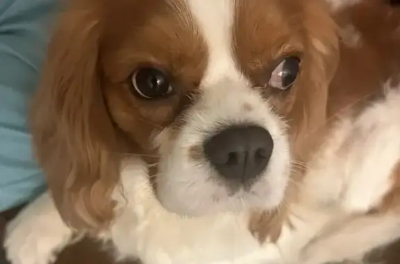 Lost: Brown & White Cavalier in NLR