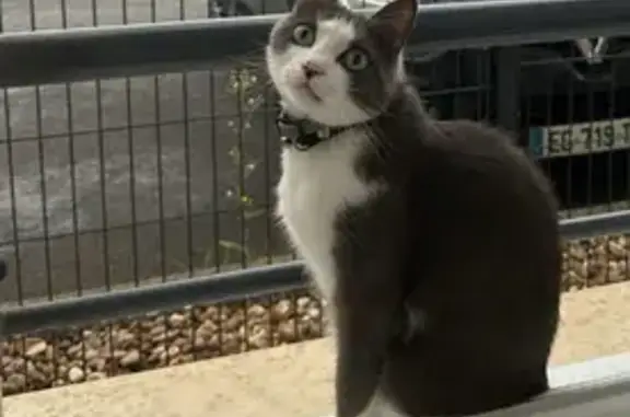 Chatte perdue grise/blanche, queue cassée - photo