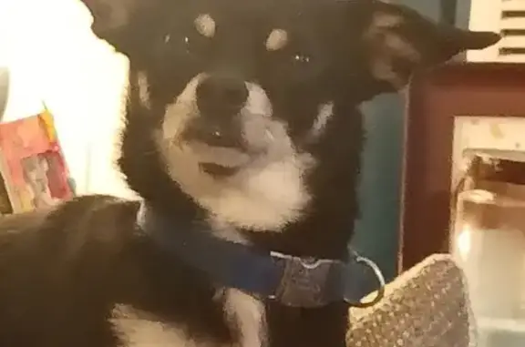 Lost Dog: Harley, 10 lbs, Coconut Rd, Surfside