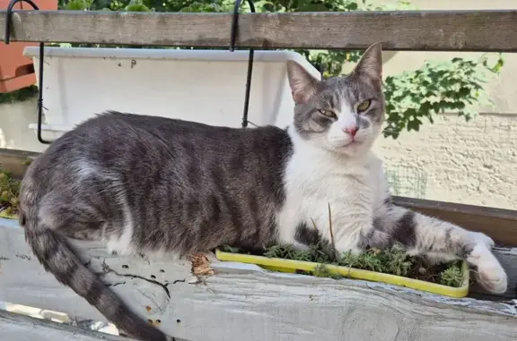 Animaux perdus Montreuil, photo: Chat perdu à Montreuil depuis le 13