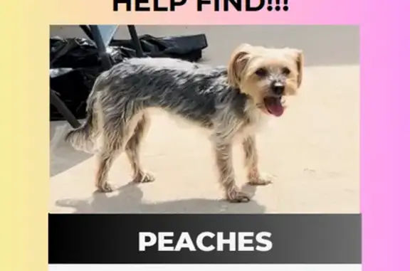 Lost Yorkie Mix: Friendly, Anxious in AF