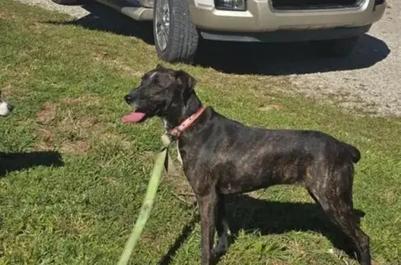 Found Brindle Cur Puppy on Pok...