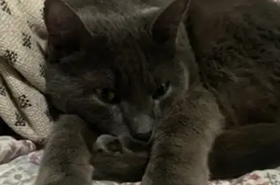 Lost and found pets Midland, photo: Help Find Our Loud, Shy Silver Cat!