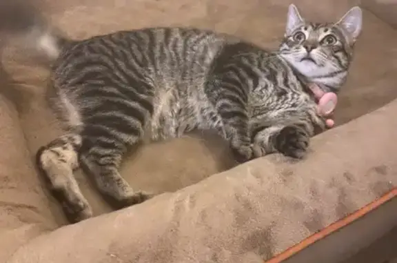 Lost Cat: Escaped via Dog Door on W. Roebling