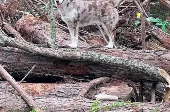 Lost Dog: Young, Multi-Colored on Rhinehart