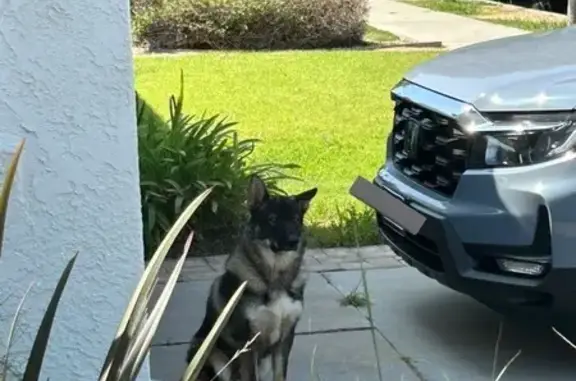 Found pets Long Beach, photo: Friendly Black-Coated German Shepherd Found