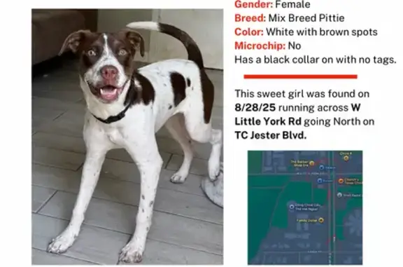 Found Pittie Mix: White & Brow...