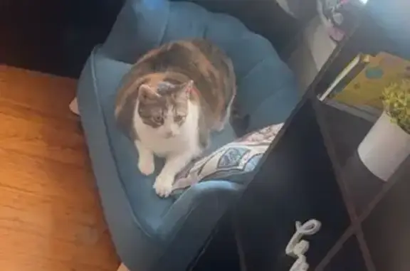 Chunky Orange Cat Lost on N. College Ave