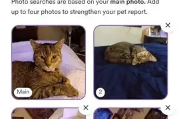 Lost Tabby Cat: Angel on South Ash St.