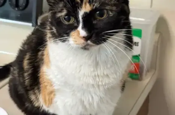 Lost Calico Cat: Chaco in Columbia, MO