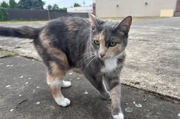 Lost Cat Near Albany Panda Express