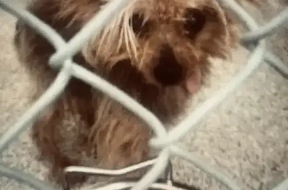 Lost Brown Dog: Call 443-938-4911 Now!
