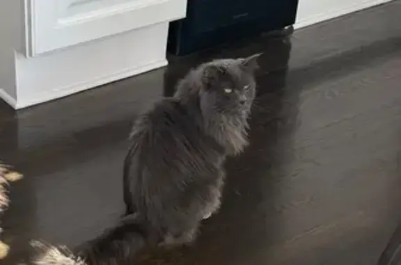 Missing cat , photo: Lost Gray Longhair Cat Near Mesa Verde