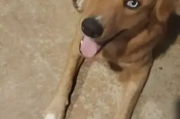 Found: Unique Blue-Eyed Golden...