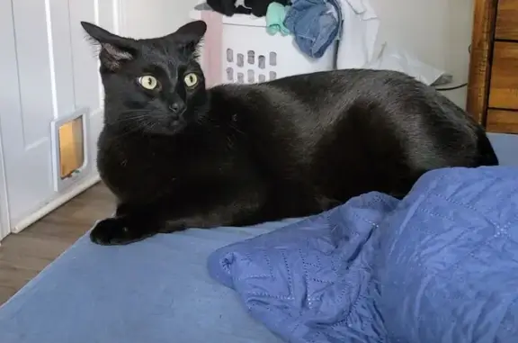 Lost: Timid Black Cat in Durham Area