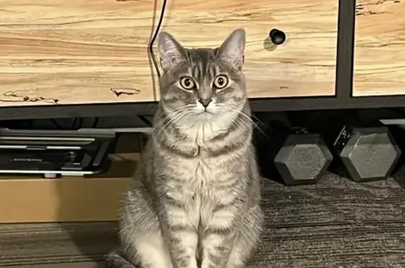 Missing cat Des Moines, photo: Lost: Friendly Gray/White Cat in Des Moines